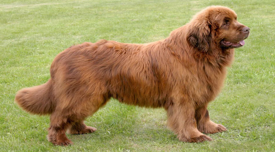 Living with a Newfoundland Dog: Big, Fluffy, and Always Loyal